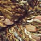 Litoral 1311 Rust Garden image
