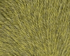 DK /Fern C743 image