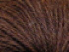 DK / Cocoa SFN33 image
